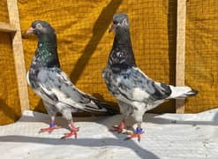 farozpuri pigeons pair