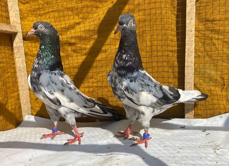 farozpuri pigeons pair 8