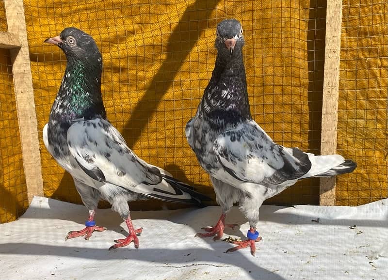 farozpuri pigeons pair 9