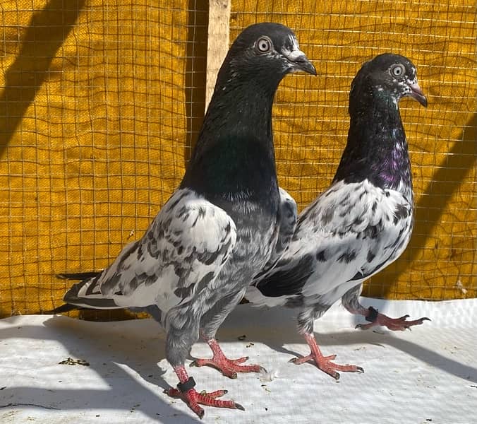 farozpuri pigeons pair 10