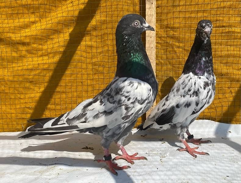 farozpuri pigeons pair 11