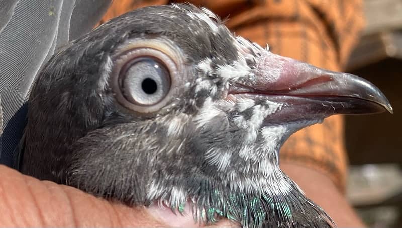 farozpuri pigeons pair 12