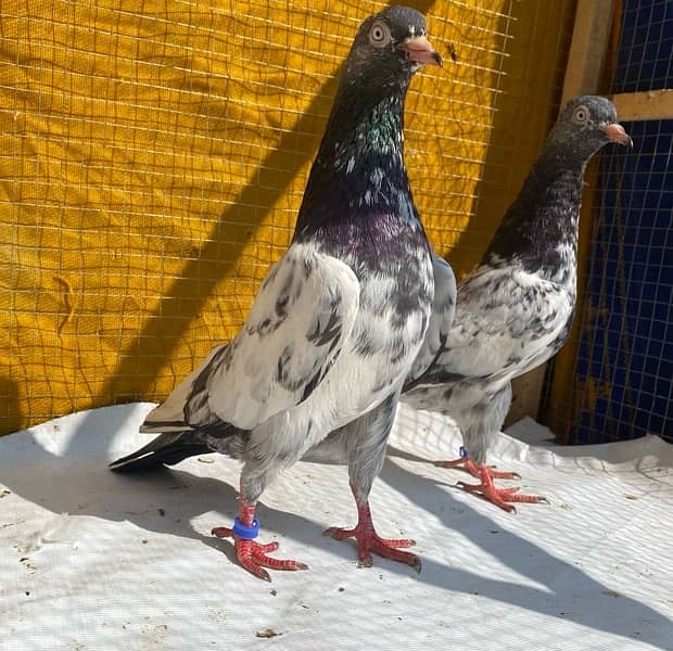 farozpuri pigeons pair 15