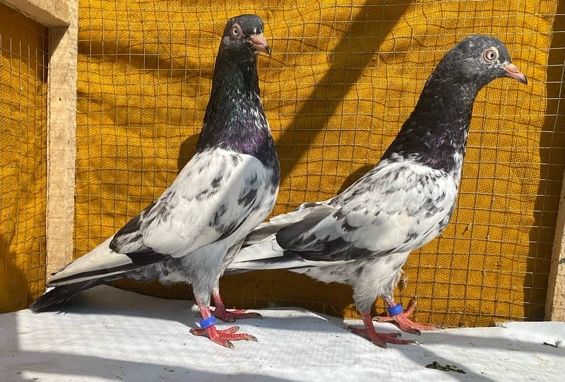 farozpuri pigeons pair 16