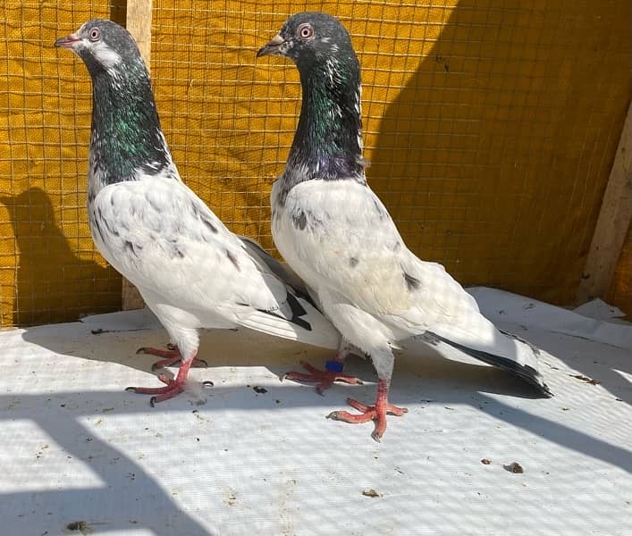 farozpuri pigeons pair 17