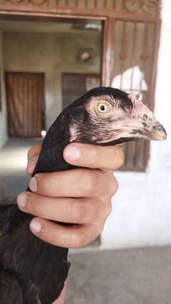 Black Aseel MAdi for Sale