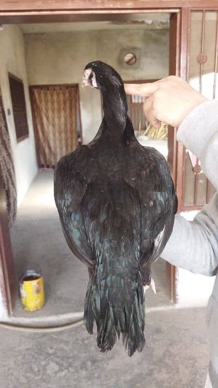 Black Aseel MAdi for Sale 3