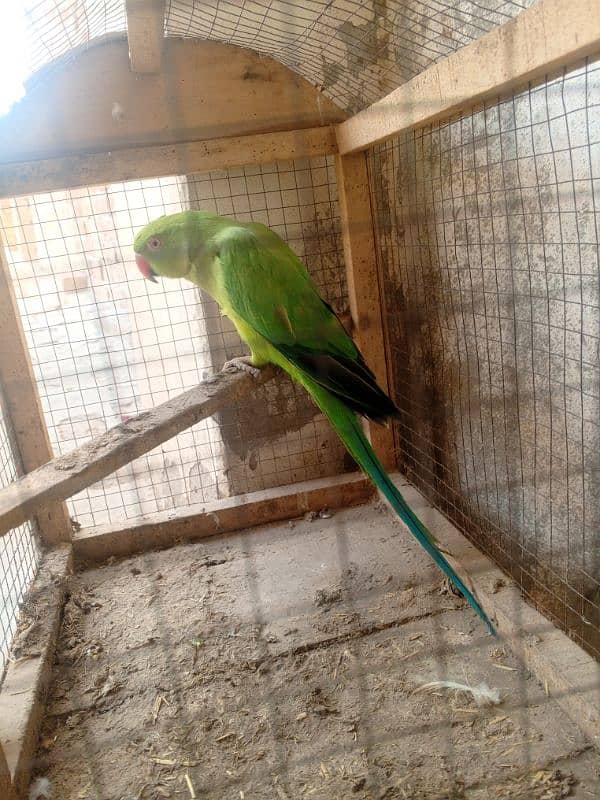 green parrot 0