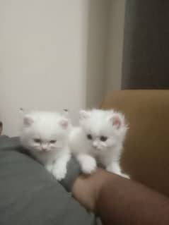 Persian kittens 1.5 month