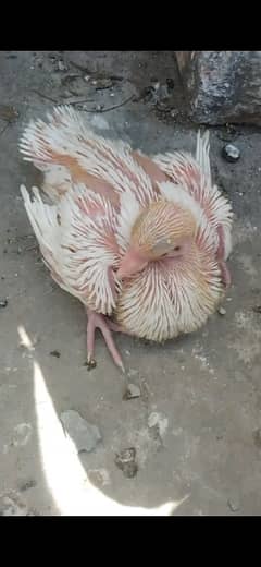 English fantail chick for hand tame