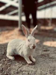 breader rabbit