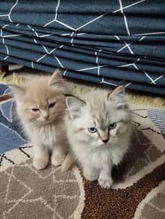 Persian Kittens for sale