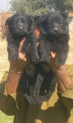 Royal black diamond German Shepherd long coat Jodi for sale