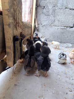 golden misri chiks for sale