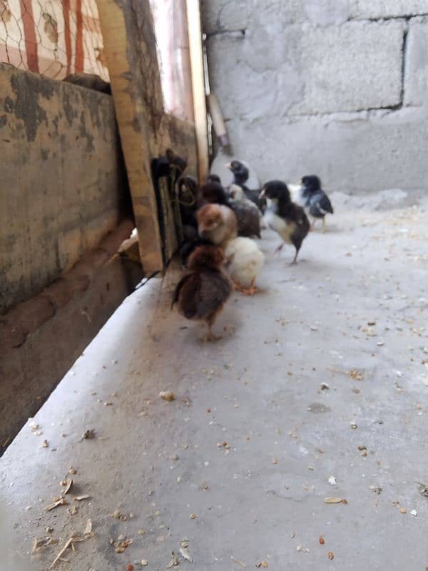 golden misri chiks for sale 1