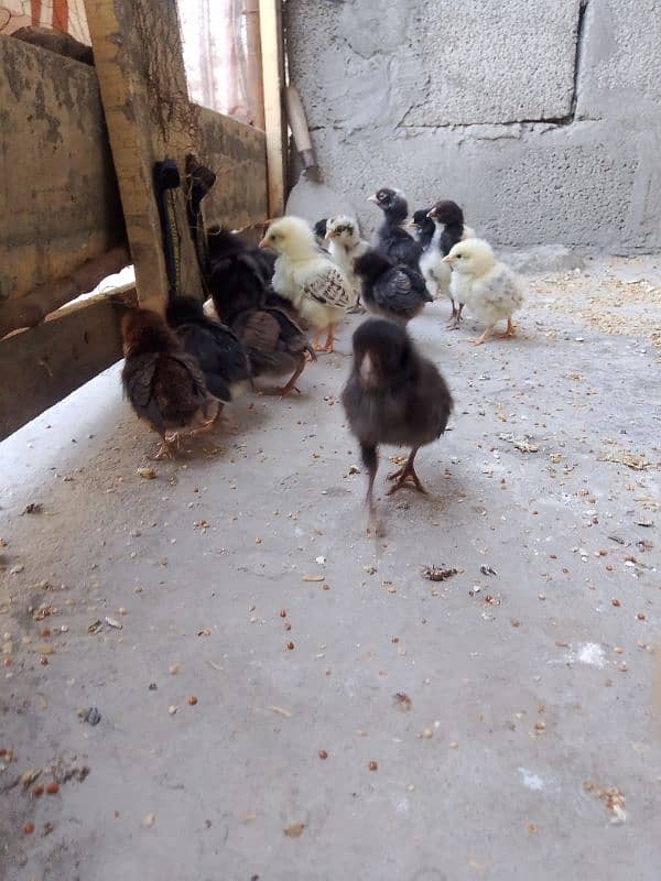 golden misri chiks for sale 2