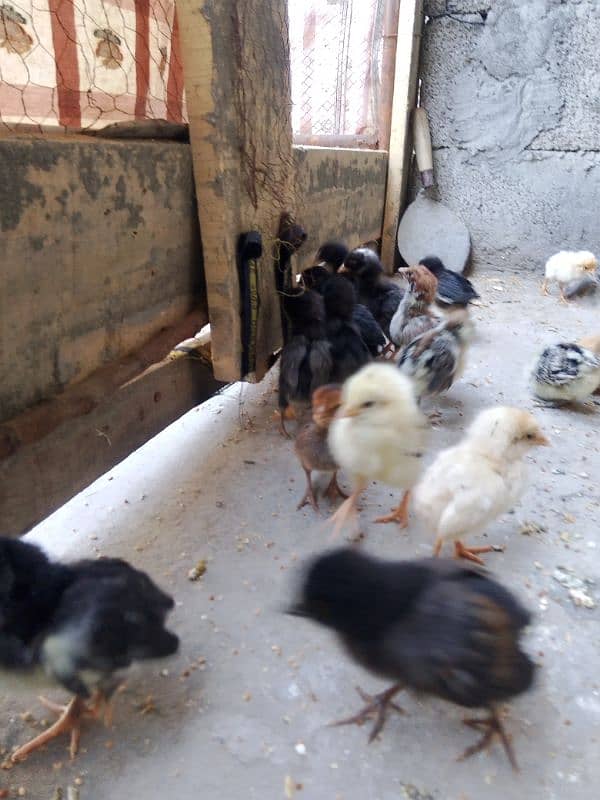 golden misri chiks for sale 3