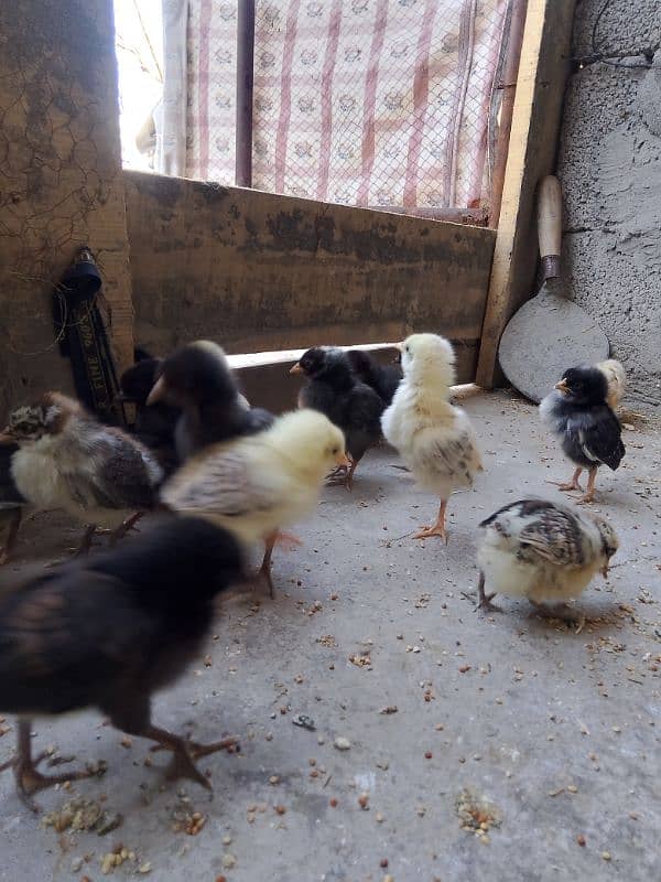 golden misri chiks for sale 4