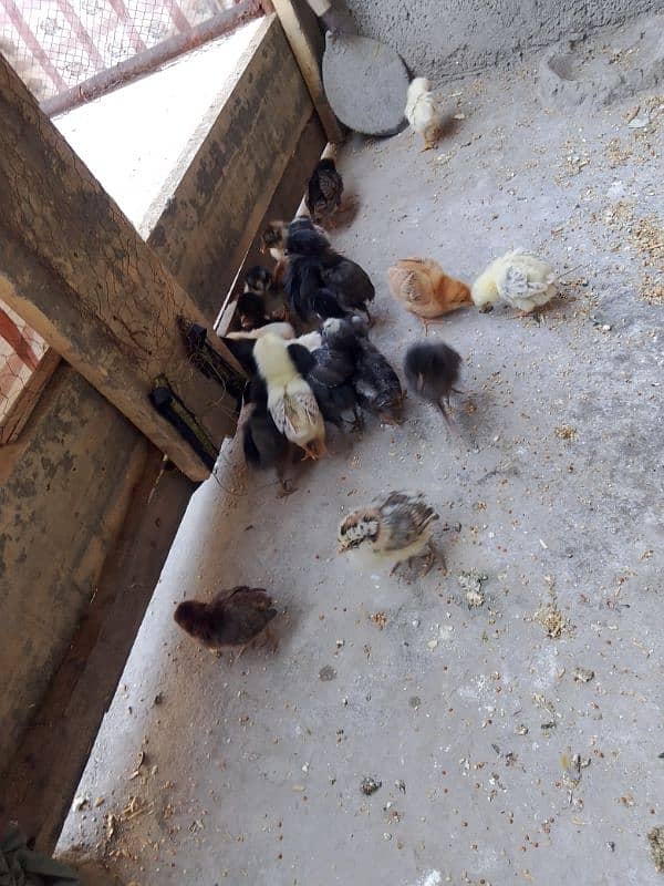 golden misri chiks for sale 5