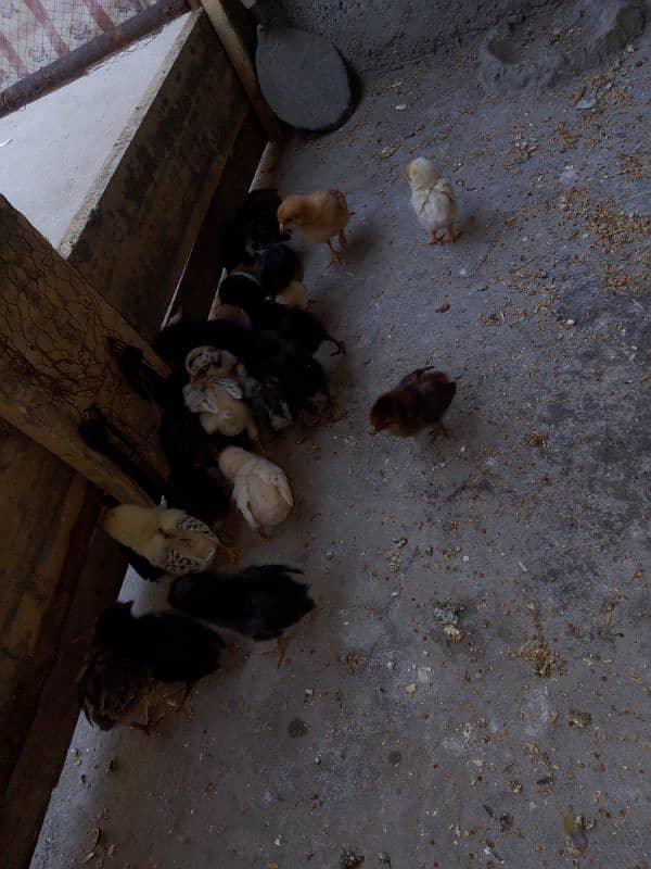 golden misri chiks for sale 6