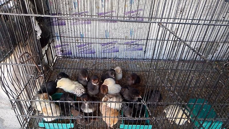 golden misri chiks for sale 7