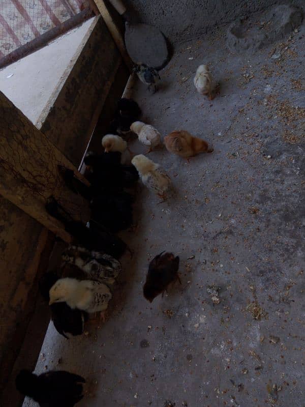 golden misri chiks for sale 8