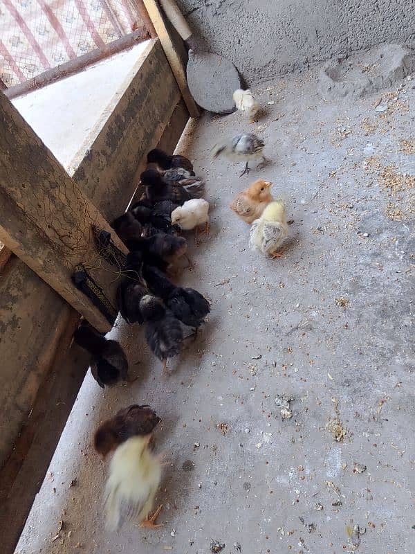 golden misri chiks for sale 9