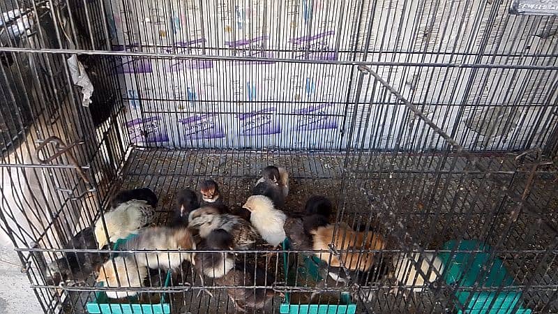 golden misri chiks for sale 10