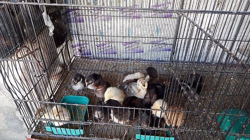 golden misri chiks for sale 11