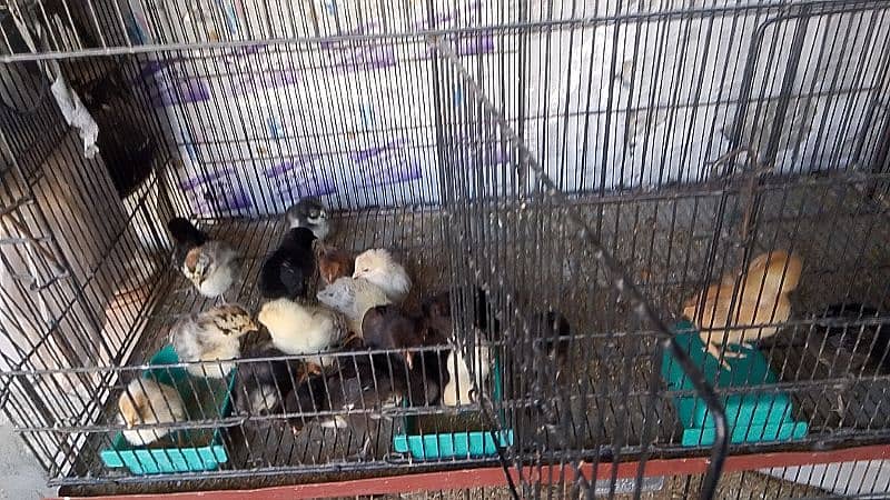 golden misri chiks for sale 12