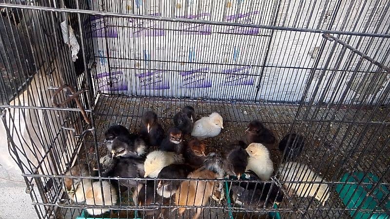 golden misri chiks for sale 13