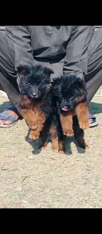 German shepherd long coat puppies for sale 2