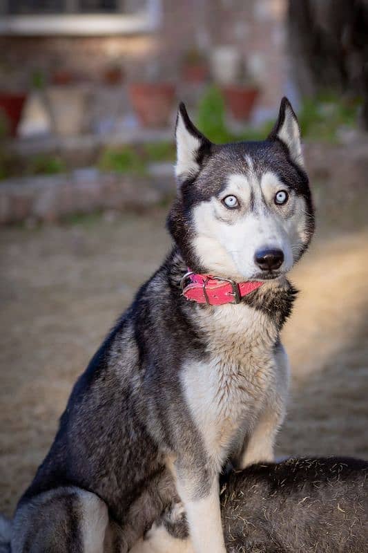 Siberian Husky 0