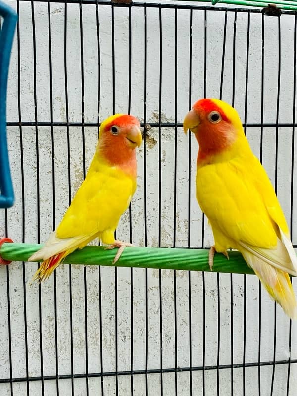 LUTINO BREEDER PAIR 1