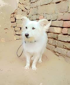 White Poodle Female for Sale