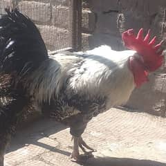 pure misri cock for sale