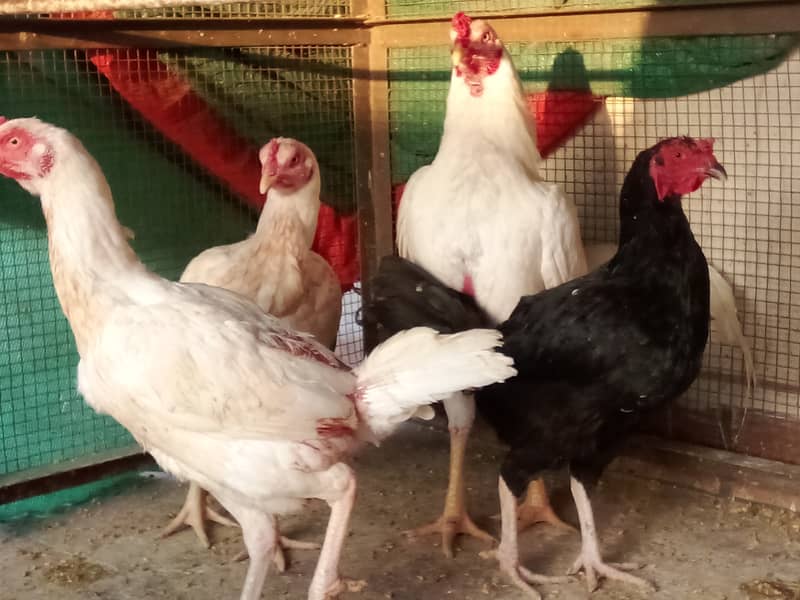 2 Aseel murgh and 6 aseel breed females 0