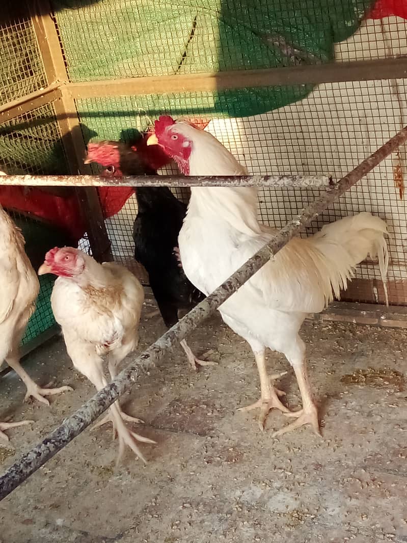 2 Aseel murgh and 6 aseel breed females 1