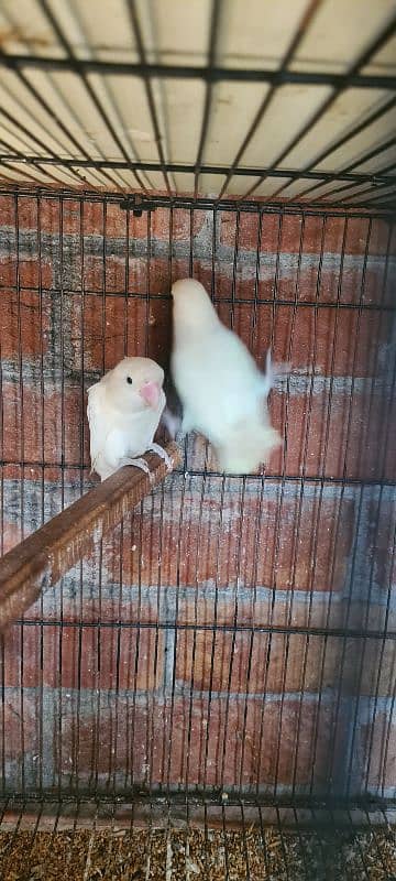 love birds albino 3