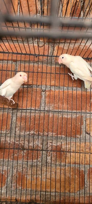 love birds albino 4