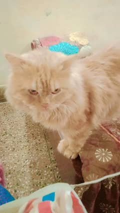 Persian
