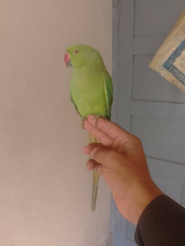 0321/8577/966green Ring nack hand tame male female 2