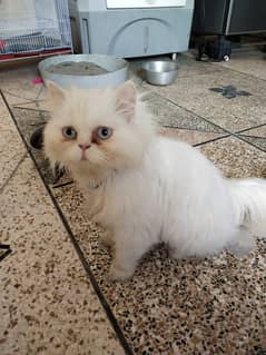 Persian cat pair for sale