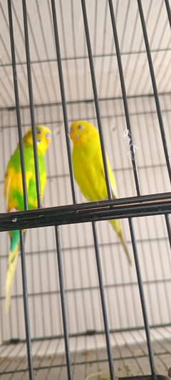 budgies breeder pair with cages or box