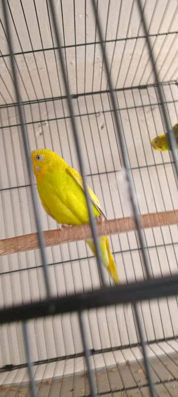 budgies breeder pair with cages or box 1