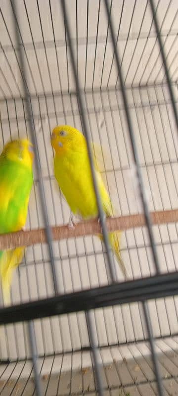 budgies breeder pair with cages or box 2