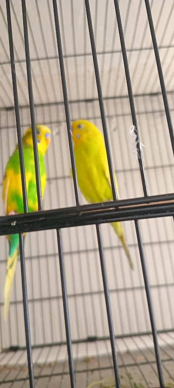 budgies breeder pair with cages or box 3