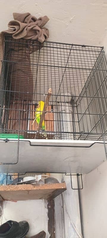 budgies breeder pair with cages or box 5