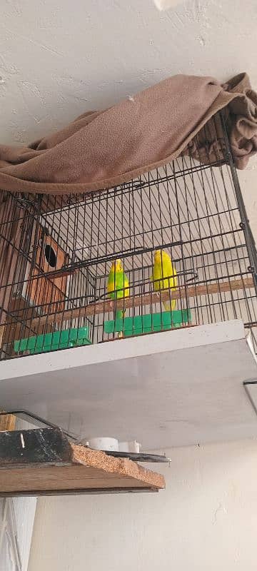 budgies breeder pair with cages or box 6