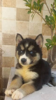 Siberian Husky. Female. Blue Eyes. Wooly Coat. Heavy Bone Structure